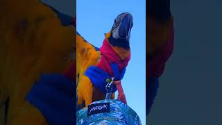 11주 청금강 앵무새의 첫 외출