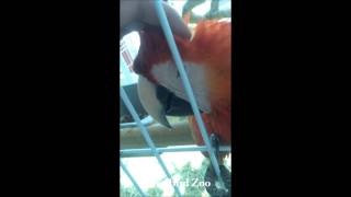 스칼렛마카우(scarlet macaw)