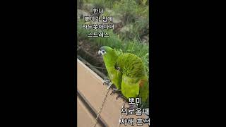 꽁패.한스마카우.뽀미.한나의 사랑일기5.2021.7.8