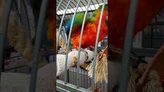 Lola Harlequin Macaw goofing b…