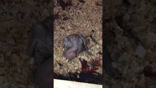 뉴기니아 와 마카우 뉴기니아 새끼 14일차 20190510 천둥 eclectus parrot baby 14days