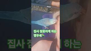 캠핑중 집사 못자게 하는 앵무새 #반려동물 #앵무새 #…