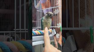 발 잘 주는 천재앵 밍키#앵무새키우기 #앵무새와놀아주기#코뉴어앵무새#말하는앵무새#앵무새훈련#talkingparrot#소중한순간