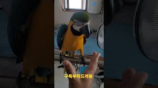 청금강앵무새 루카 놀래키기 #shorts