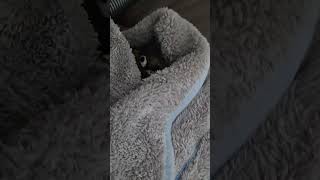 초롱♡연두   #연두    숨바꼭질 #엄마 연두  찿았네 #코뉴어 #parrot #birds