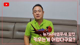 뉴기니아앵무새(eclectus) 키워보고 싶으신분은 한번 보세요^^