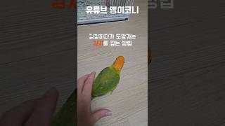 김장하다 도망가는 김치를 잡는방법 #앵무새 #코뉴어 #…