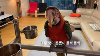 할리퀸마카우 앵무새 루카와 함께 황금양 먹방^^