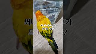 써니의 호기심은 못말려요!  #썬코뉴어 #parrot …
