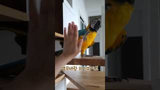 금강앵무와 하이파이브