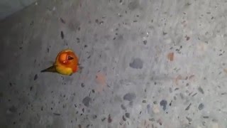 썬코뉴어 (sun conure) 애완조 사람 따라다니기
