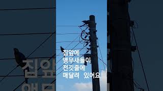 청금강앵무새 두마리 # 나중에 주인이 왔어요 # 날개커…