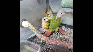 2/19일 코뉴어앵무새 분양합니다010 2296 5701