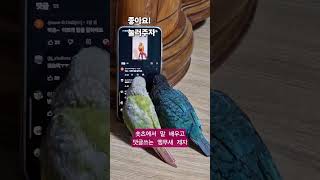 앵무새가 댓글을 쓰네요