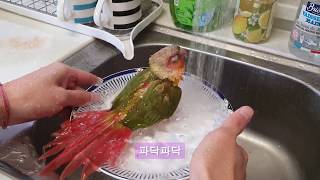 목욕하는 앵무새
