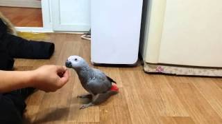 회색앵무 오광이 돌아훈련