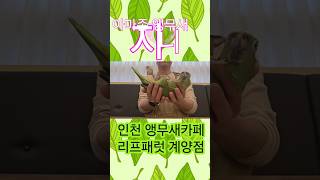 아마존 앵무새 핸들링 지니와 놀아주기