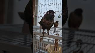 코뉴어앵무새#하랑이#하봉이#parrot#birds#cu…