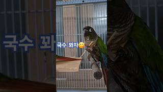 코뉴어앵무새#하랑이#하봉이#parrot#cute#진해성
