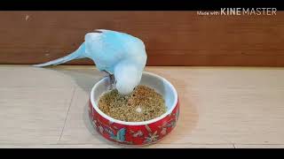 잉꼬 앵무새 먹방 eating Parrot mukban…