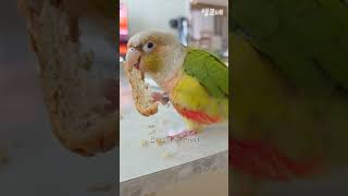 코뉴어빵새럭키 #shorts #코뉴어 #빵 #먹방