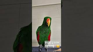 #뉴기니아 #말썽꾸러기 #앵무새 #수박이