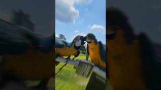 청금강 청일이와 라벨이 /선돌공원에서