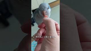 여름엔 역시 수박이죠. 퀘이커 앵무새 처음 수박 먹이는…