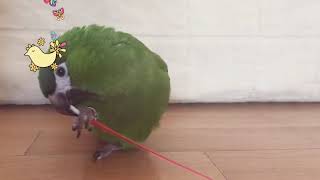 한스마카우 “더씨”