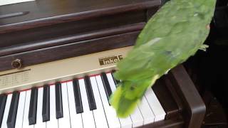아마존앵무새 "앙라라" 힘차게 피아노 연주를 하네요.