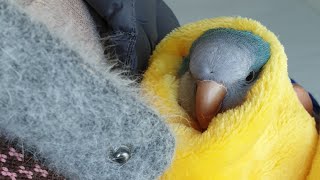 이런 애교쟁이 퀘이커앵무새를봤나~~^^ 앵무새를 키워야…