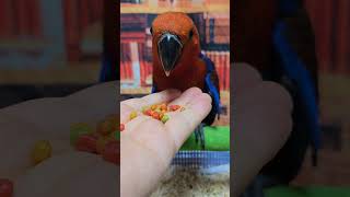 사랑스러운 뉴기니아 앵무새가 평생을 반려할 가족을 찾아요!