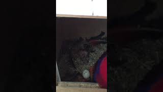 뉴기니아 와 마카우 뉴기니아 새끼 7일차 20190404 천둥 eclectus parrot baby 7days