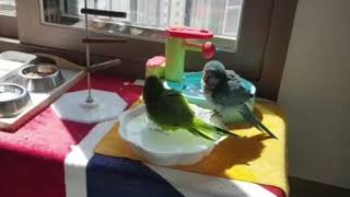 퀘이커 앵무새 목욕 영상