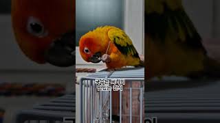 써니가 국수 맛을 알았구나!  #썬코뉴어 #parrot…