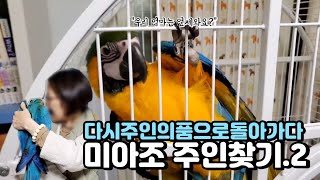 [미아조 주인찾기 2탄]주인을 잃어버린 청금강 앵무새를 주웠다. 임시보호 다시 주인에게로 돌아가자