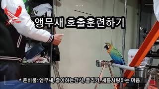 앵무새 호출 훈련하기 #1