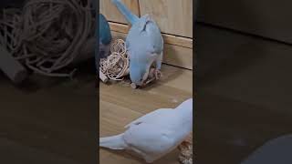 퀘이커 알바중 대충해라