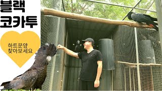 환상적인 블랙코카투 한쌍!!