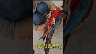 #홍금강앵무새도 #아기새는 역시 다 #귀여워,  다만 무거워서 편해보이지않을뿐야ㅎ