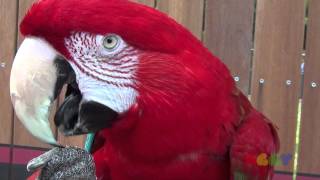 금강앵무 ( Scarlet Macaw )
