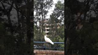 Cockatoo Bird#cockatoo#호주코카투#시드니야생앵무새#앵무새#코카투
