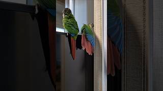 코뉴어앵무새#하랑이#하봉이#parrot#cute