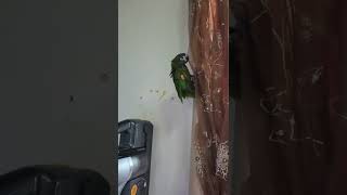 밍고 한스마카우의 목욕후 등산