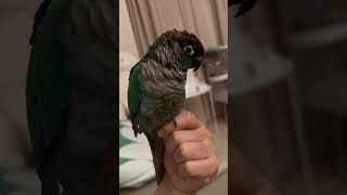 #birds #cute #conure #블루코뉴어 #발숨기기 #funny #앵무새