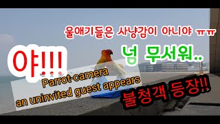 앵무새 몰래카메라 불청객등장 /Parrot Hidden…