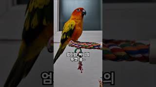 써니의 노래 취향이 엄마 때문에 올드 해지네!   #썬코뉴어 #parrot #앵무새 #노래 #song #엄마 #mother #뚜엣 #tuet #써니