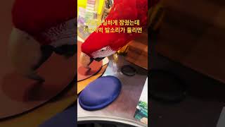 일하다 인기척이 들려 옆 창문을 보면.. #홍금강앵무새 #birds #cute #funny #반려동물