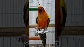 다양한 음악을 즐기는 써니~ #썬코뉴어 #parrot …