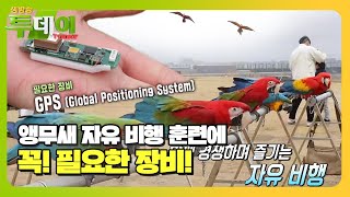 ‘신기한 동호인 사전’ 앵무새 자유 비행 위한 훈련과 …